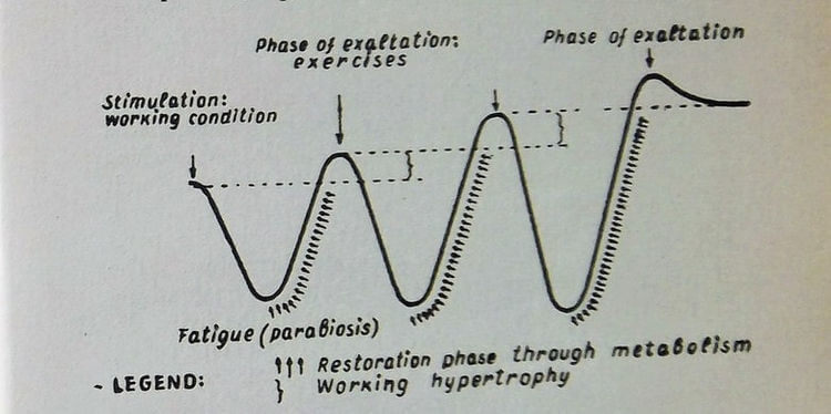 Restoration Cycle of Hatha Yoga Exercises