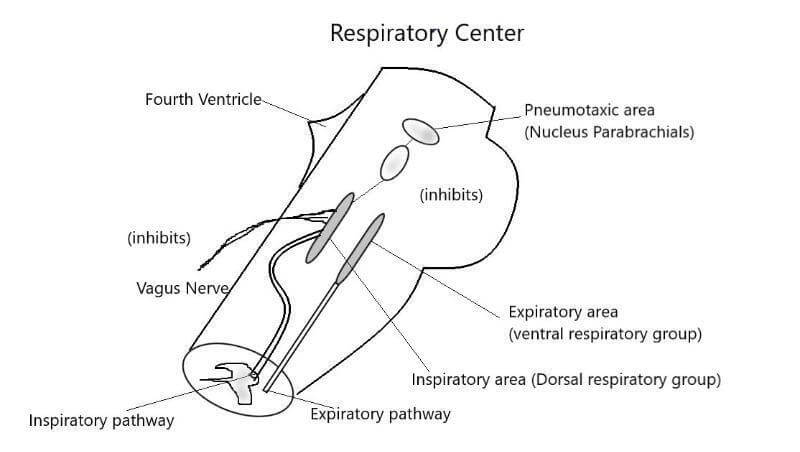 Breathing Center in Medulla Oblongata