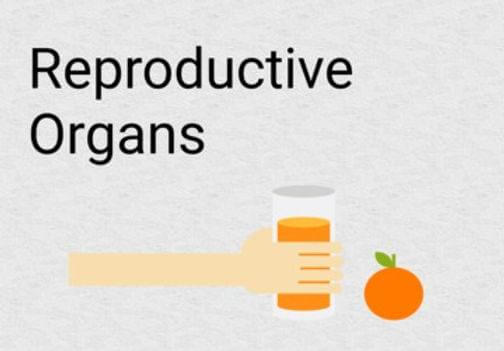 Yoga for reproductive organs