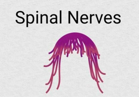 Yoga for spinal nerves