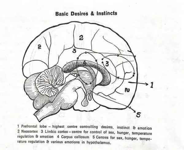 Basic desires and instincts of humans